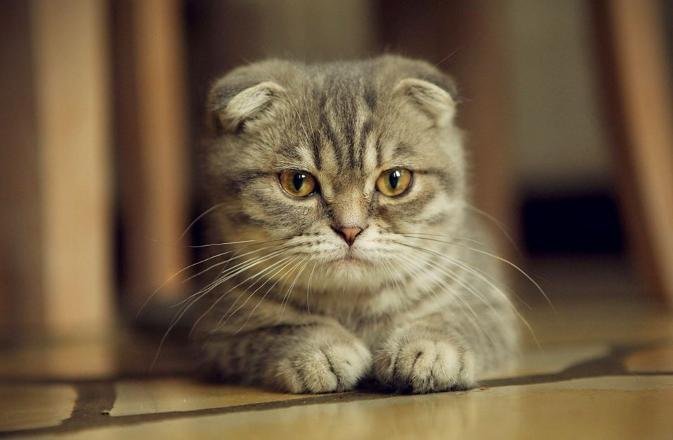 Bu Sevimlilik Can Yakiyor Scottish Fold Kedi Almayin Gercek Gundem