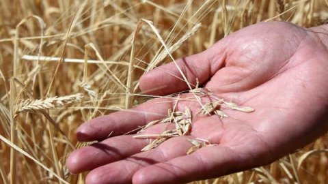 Rusya planlanan tahıl ihracat hacmini düşürebilir