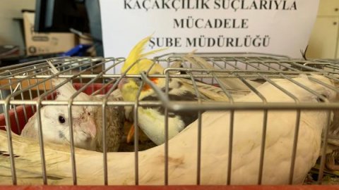 Mahmutbey gişelerde otomobil bagajında 45 papağan ele geçirildi
