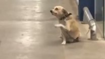 Marketten çıkanlara el sallayarak kendini sevdirmeye çalışan köpek sosyal medyayı salladı