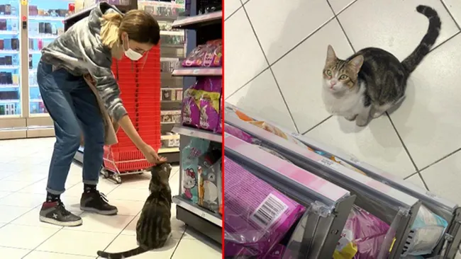 Kadıköy'ün 'dilenci kedi'si Nokta sosyal medyada fenomen oldu