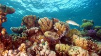 Mercan resifinin yüzde 14'ü yok oldu