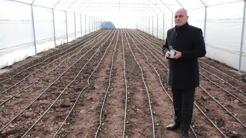 Gemlik Belediyesi dört sera ile sebze yetiştiriyor 
