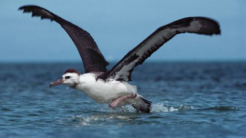İklim krizi hayvanlar alemini vurdu: Albatroslar 'boşanıyor'