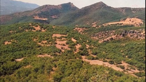Doğa katliamı: Tunceli'de katı atık tesisi için 55 bin ağaç kesilecek