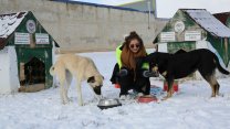 Odunpazarı Belediyesi kar yağışında can dostları yalnız bırakmadı 