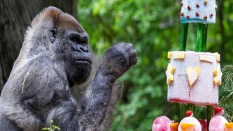 Dünyanın en yaşlı erkek gorili Ozzie öldü