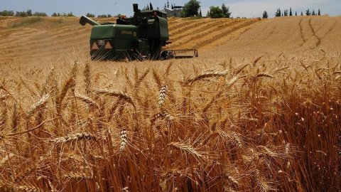 Ziraat Mühendisleri Odası Başkanı: Buğdayda dış alım ağır maliyetler getirecek