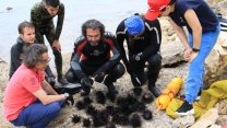 Akdeniz'deki tehlike! Dikenli zehirli istilacı türün sayısı çoğalıyor