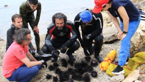 Akdeniz'deki tehlike! Dikenli zehirli istilacı türün sayısı çoğalıyor