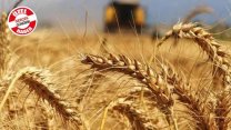 “Üretimde açık büyüyor, iktidarın buğday üreticisini tarımda tutmak gibi bir planı yok”