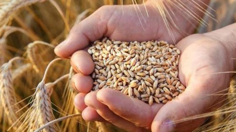 Hindistan'dan buğday ithalatına hastalık engeli