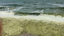 Yeşile boyandı: İznik Gölü'ne girmek yasaklandı 
