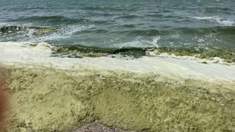 Yeşile boyandı: İznik Gölü'ne girmek yasaklandı 