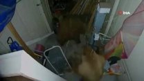 Evin garajına giren iki ayı kavga etti