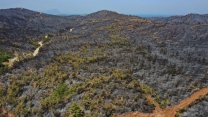 Tarım ve Orman Bakanı Vahit Kirişci: 'Yangın kontrol altına alındı'