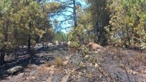 Manisa'da orman yangını: 1 hektarlık orman arazisine zarar verdi
