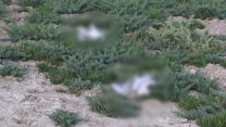 Konya Kulu'da toplu martı ölümleri: Ebeveyn kuşlar öldü, sadece yavrular kaldı