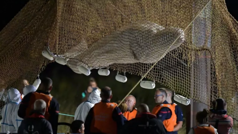 Fransa'nın Seine nehrinde mahsur kalan balina nakledilirken hayatını kaybetti 