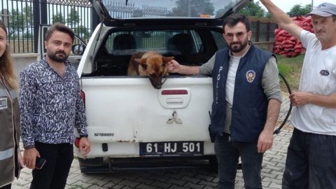 Trabzon'da bekçiyi ısıran köpek gözaltına alındı!