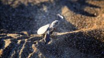 Küresel ısınma deniz kaplumbağalarını Marmara'ya yöneltiyor