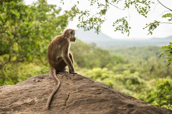 Araştırma: Bazı maymunlar taşları seks oyuncağı olarak kullanıyor