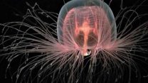 Bilim insanları 'Ölümsüz Denizanası'nı inceledi: Yaşlanmayı durdurabilecek genler bulundu