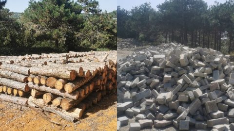 İstanbul'un göbeğinde ağaç katliamı: Çalışmayı yapan kişi 'burayı kiraladım' diyor, sivil polisler ormanda bekliyor
