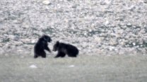 Anne ve yavru ayıların görüntüleri belgeselleri aratmadı