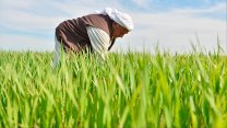 Tarım Kredi Kooperatifleri'nden çiftçilerin kredi borçları için yeni karar